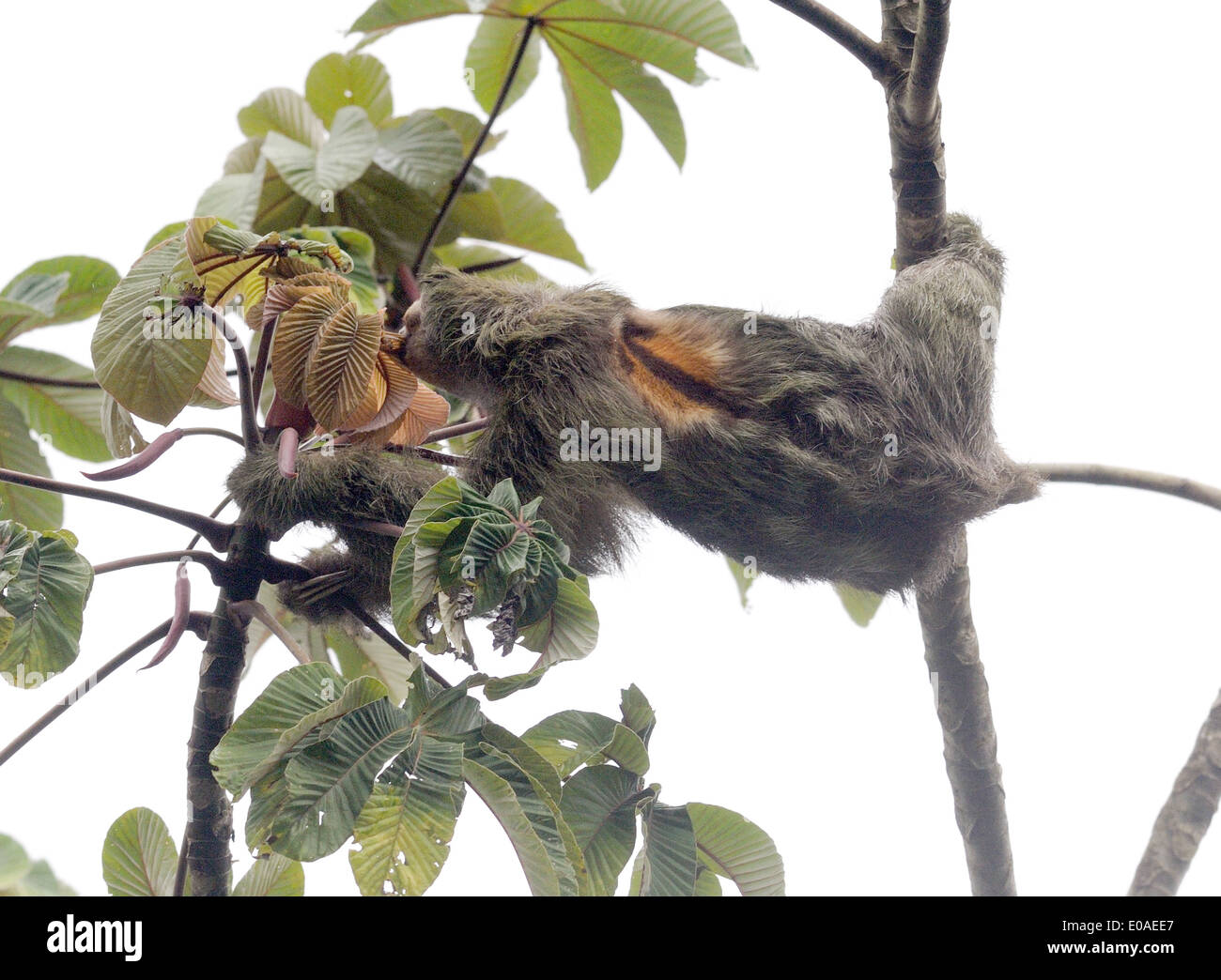 Un perezoso de tres dedos o marrón-throated perezoso (Bradypus variegatus) se alimenta de las hojas. Parque Nacional de Tortuguero, Costa Rica Foto de stock
