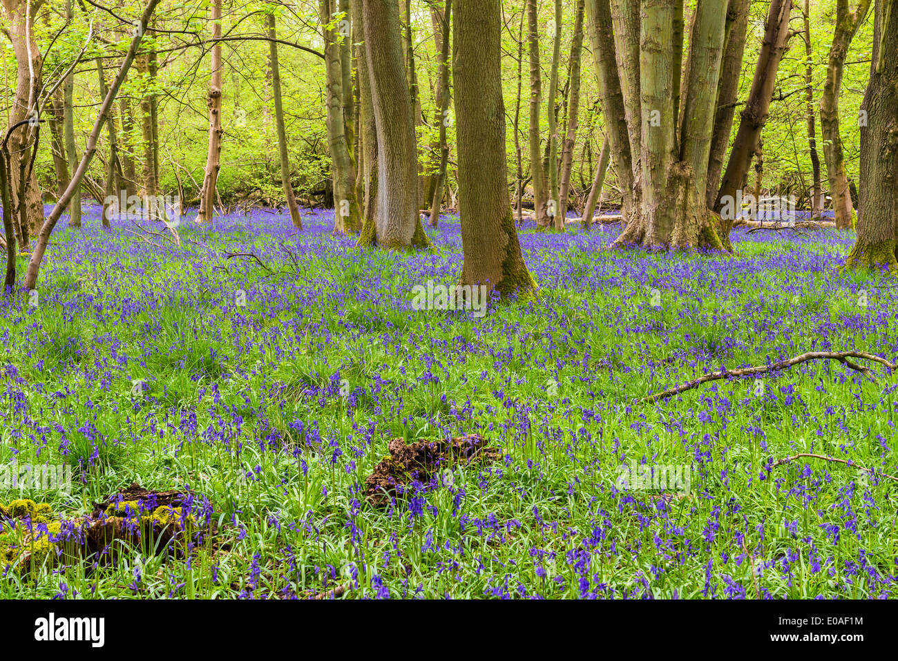 Flores Bluebell spring forest en inglés Foto de stock