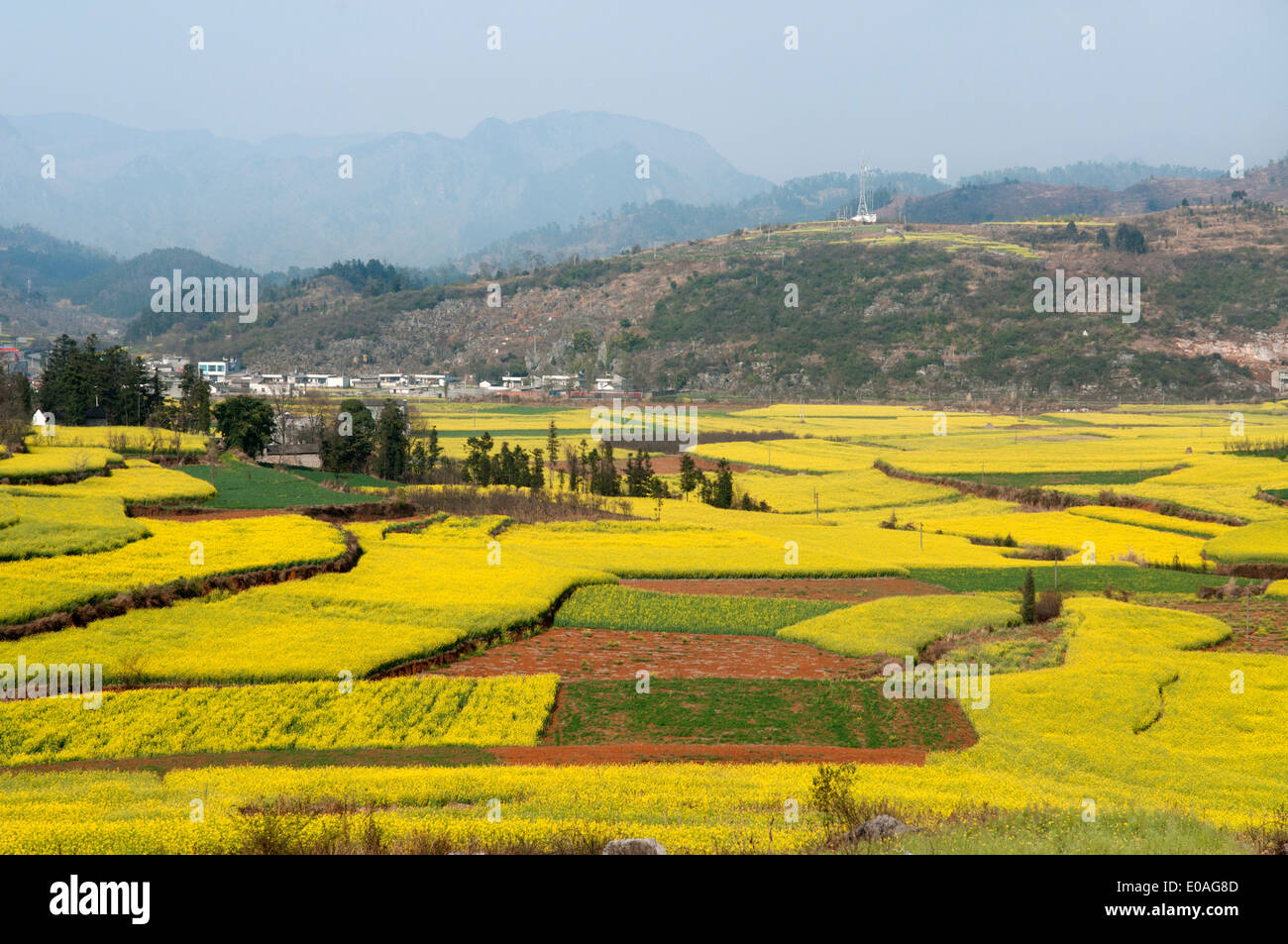 Campos amarillos de colza, área de luoping, Yunnan, China Foto de stock
