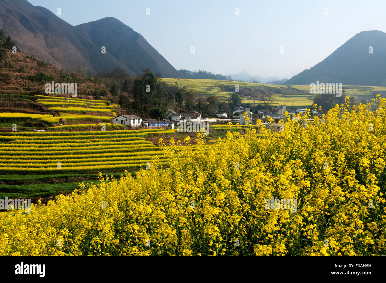 Campos amarillos de colza en terrazas, zona de luoping, Yunnan, China Foto de stock