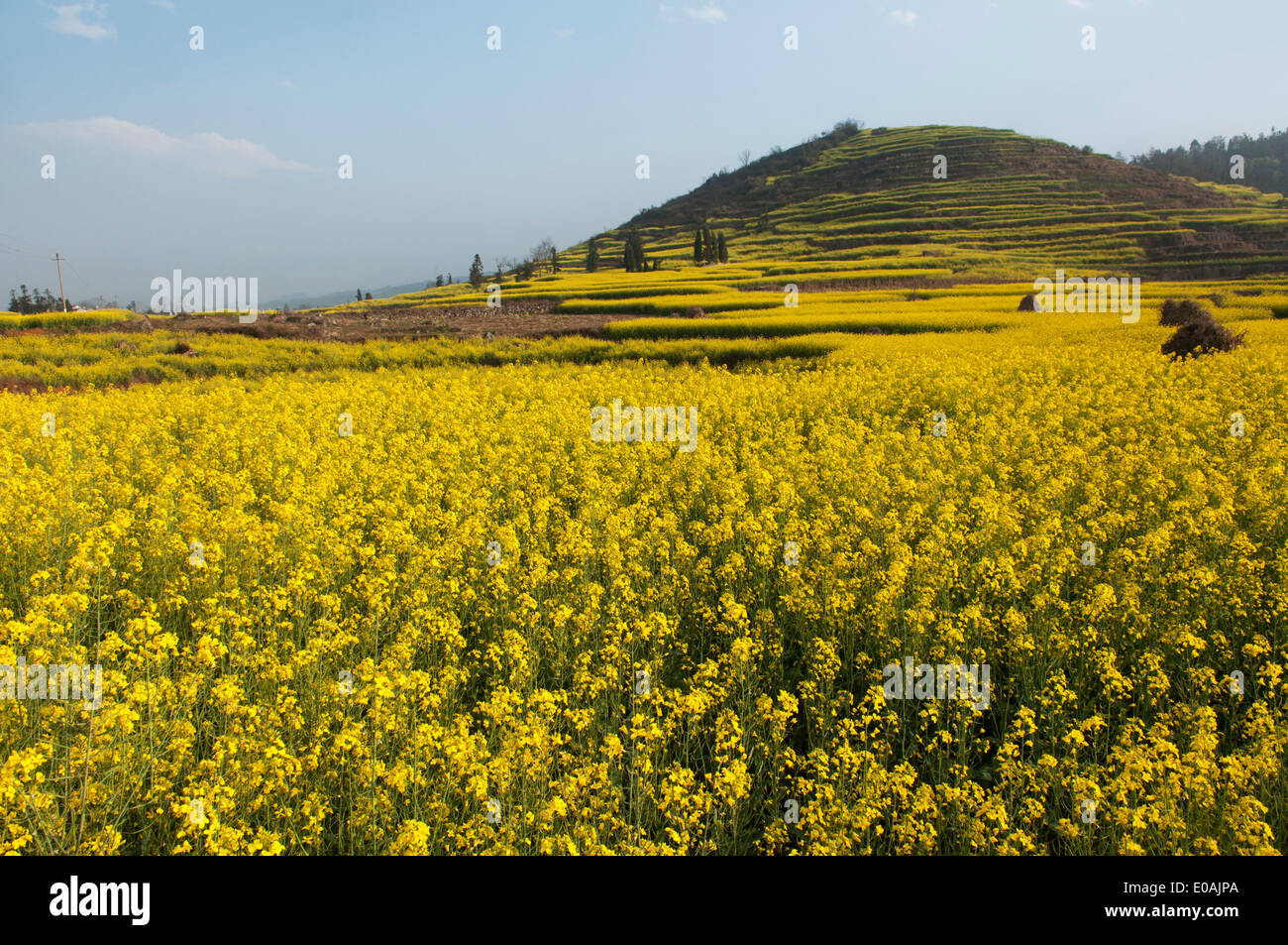 Campos amarillos de colza, área de luoping, Yunnan, China Foto de stock