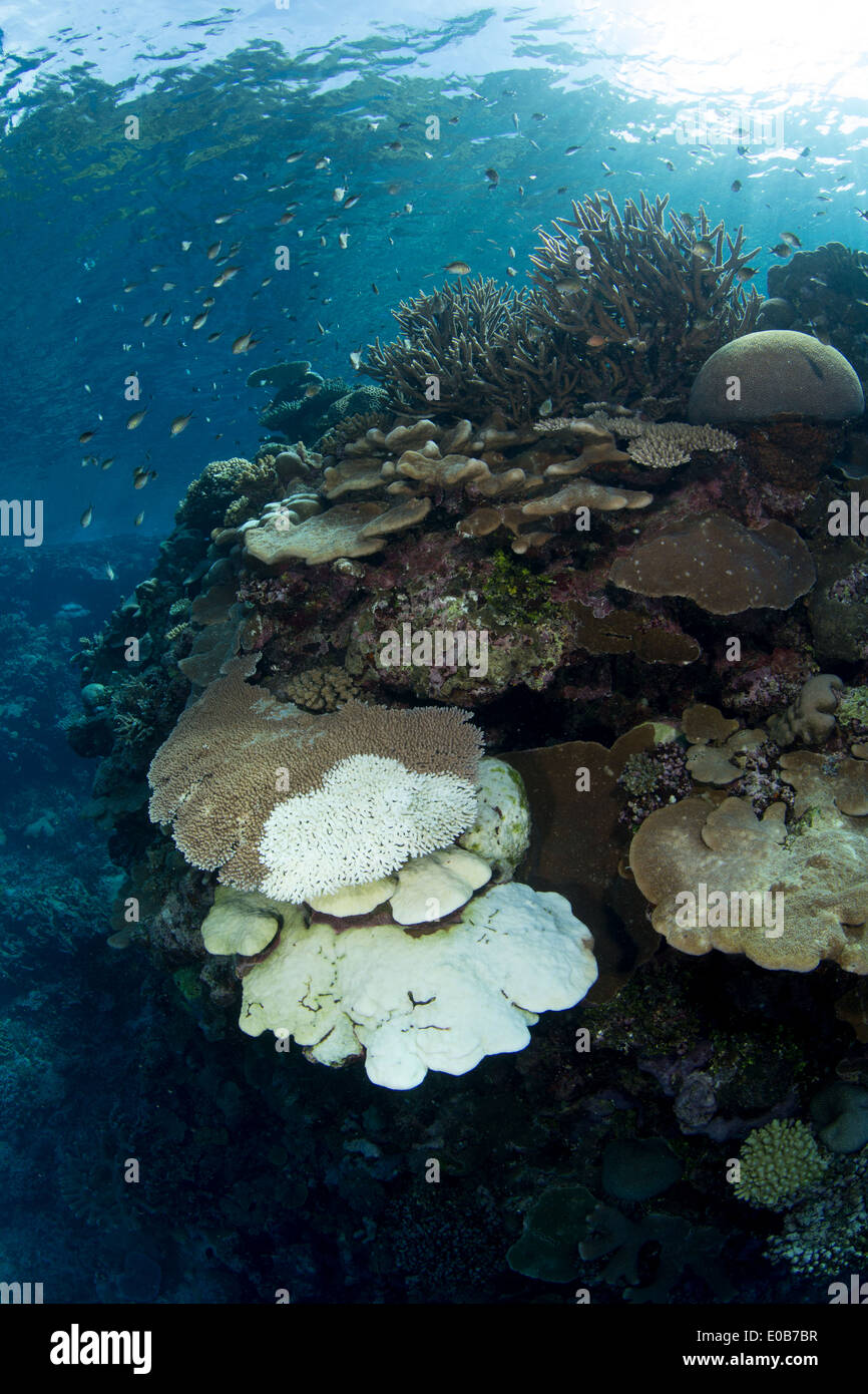 El blanqueamiento de los corales. Foto de stock