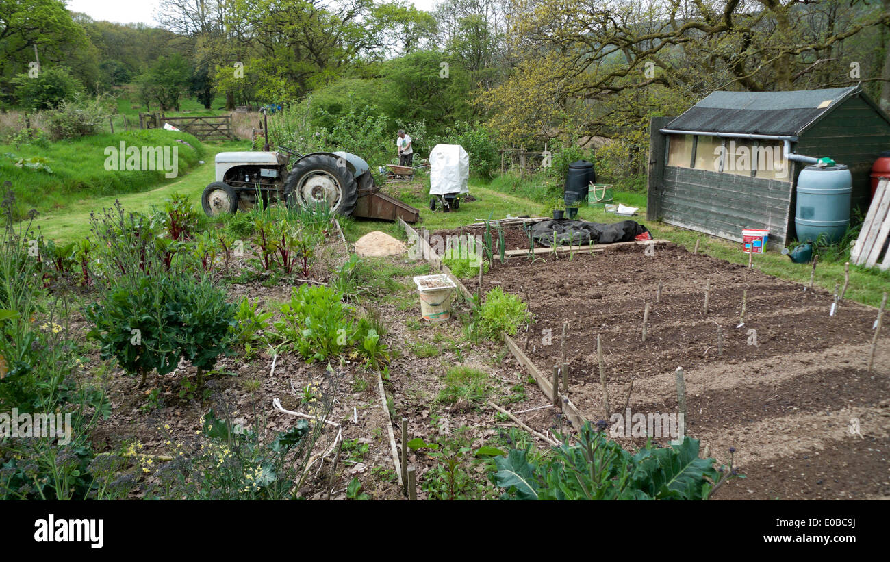 El hombre con el tractor de la jardinería en un jardín rural recién plantados veg parcela el lecho de semillas del suelo en la primavera en Gales, Reino Unido KATHY DEWITT Foto de stock