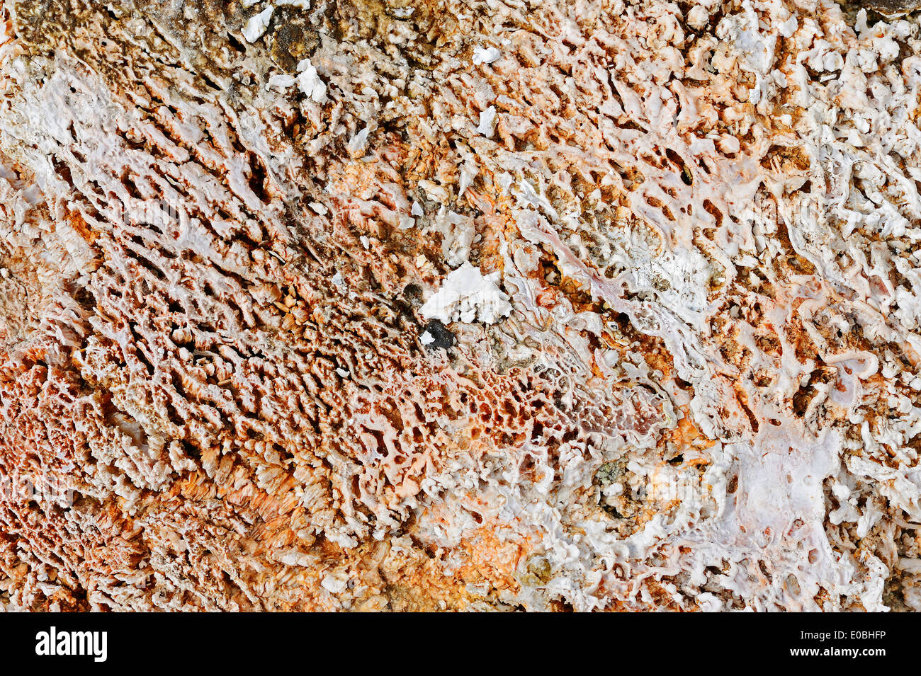 Esteras bacterianas de algas y depósitos minerales en aguas termales, la Cuenca del Géiser Superior, el Parque Nacional Yellowstone, Wyoming, EE.UU. Foto de stock