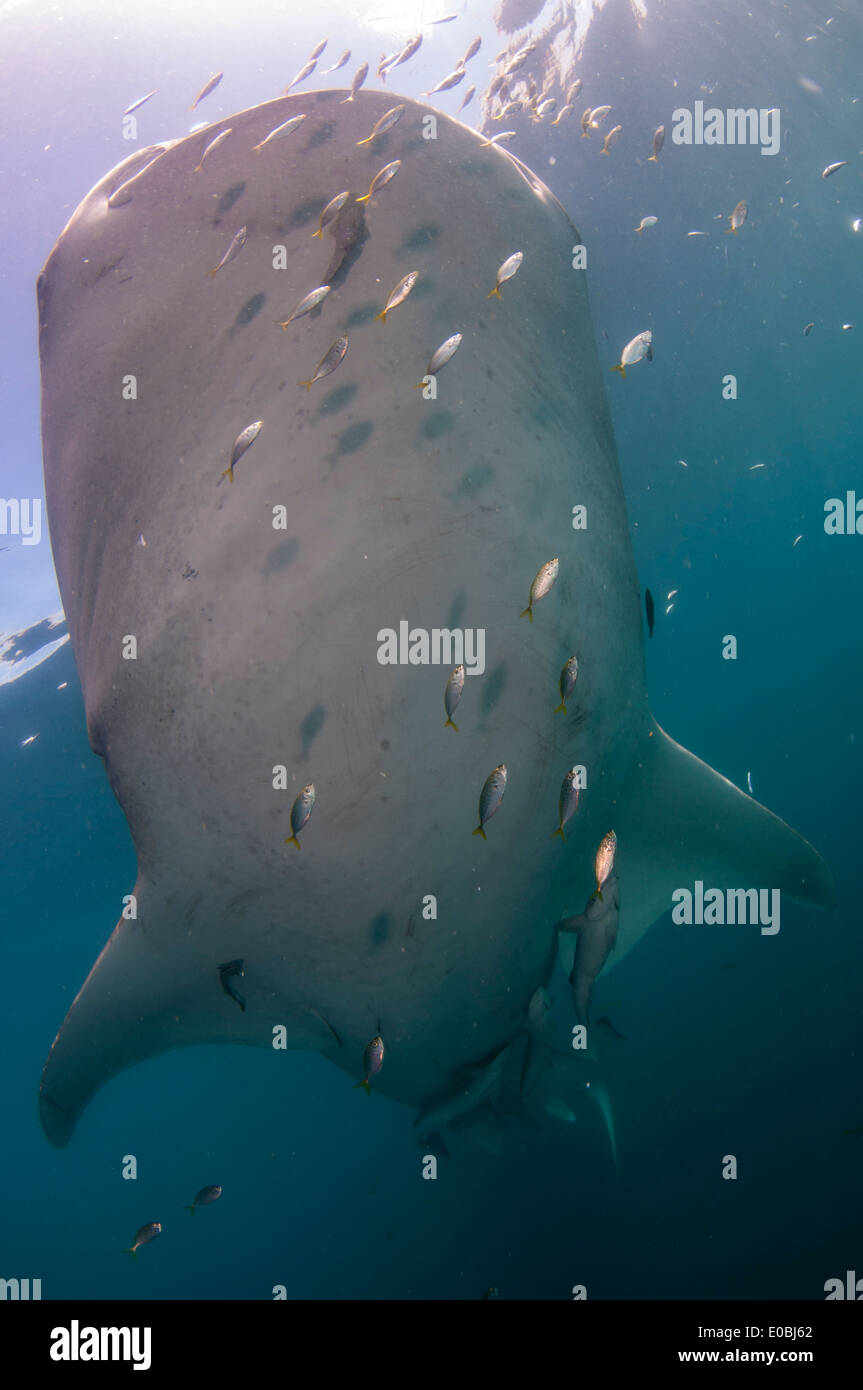La parte inferior del tiburón ballena, Bahía Cenderawasih, Nueva Guinea, Indonesia (Rhincodon typus) Foto de stock