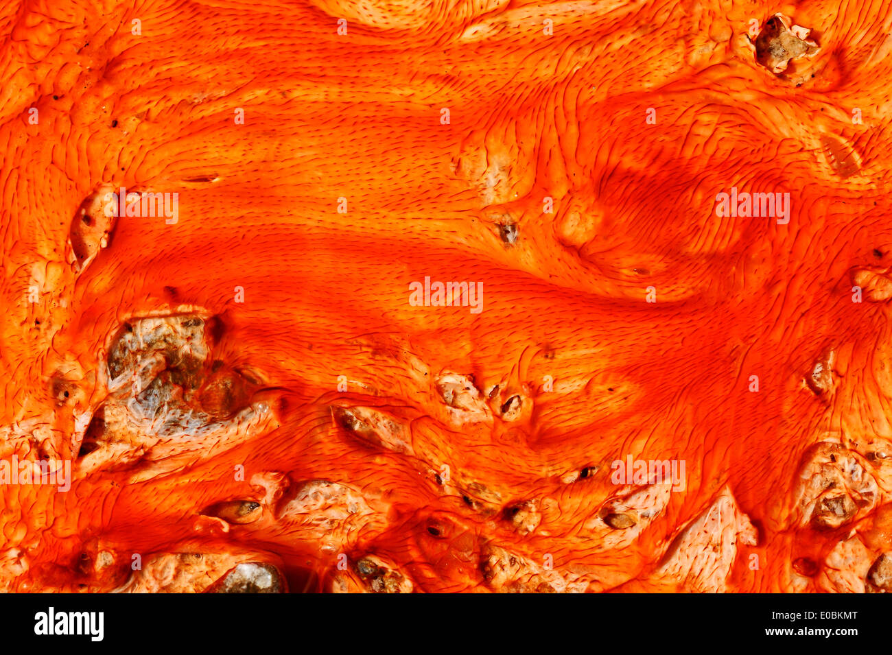 Esteras bacterianas de algas y depósitos minerales en aguas termales, la Cuenca del Géiser Superior, el Parque Nacional Yellowstone, Wyoming, EE.UU. Foto de stock