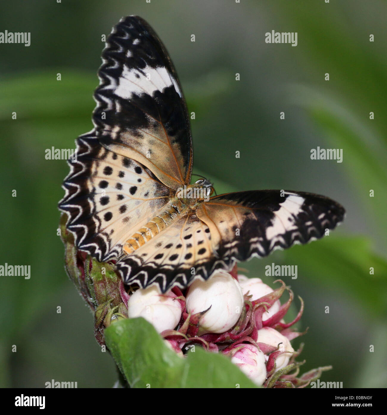 Leopardo hembra Lacewing (Cethosia cyane) forrajeando en una flor tropical Foto de stock