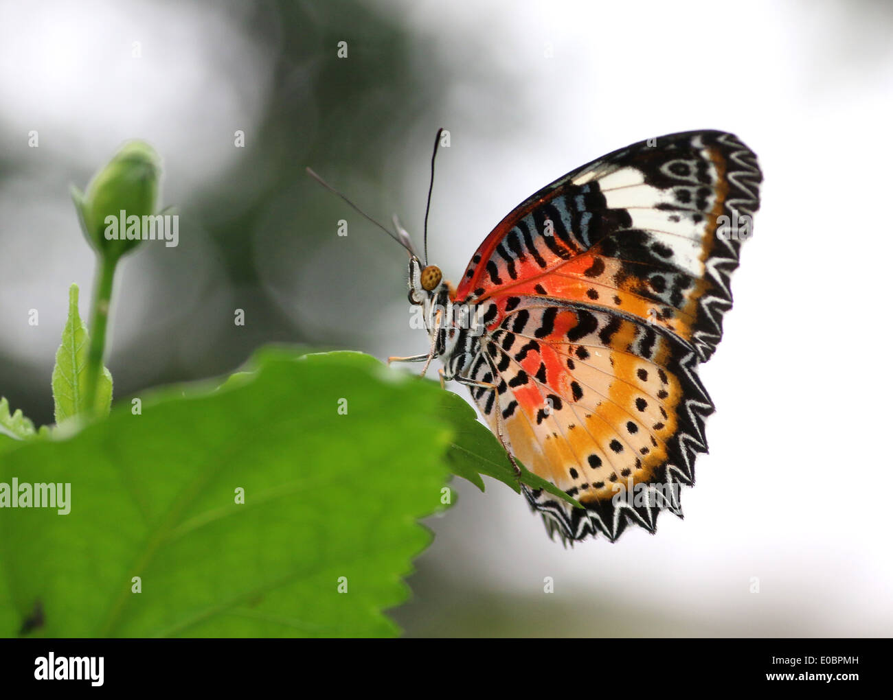 Leopardo hembra Lacewing (Cethosia cyane) Foto de stock