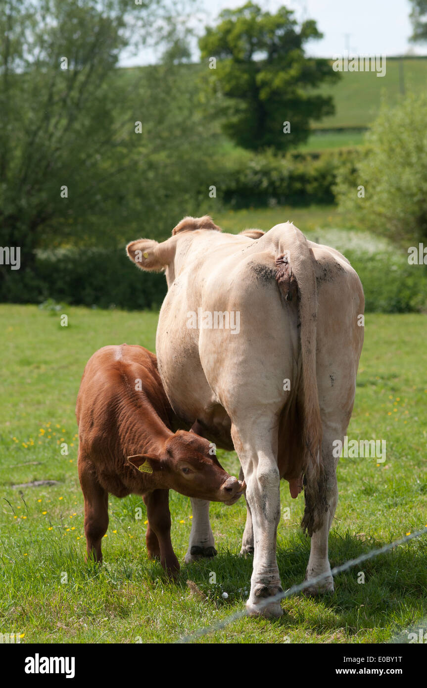 En el campo de la vaca alimentando su ternero Foto de stock