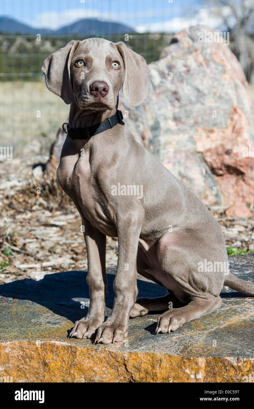 son agresivos weimaraner