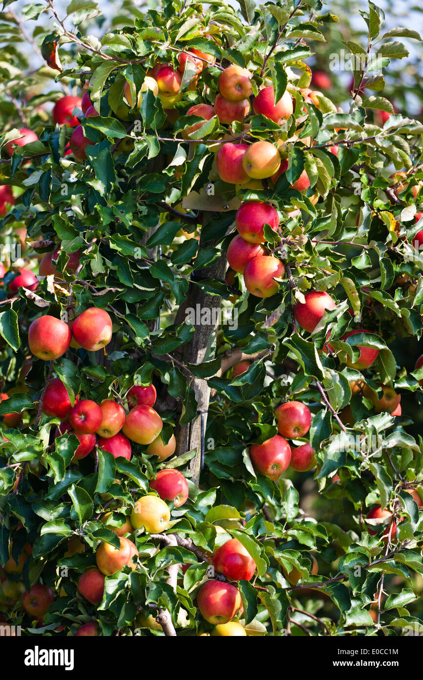 Un árbol de manzanas en una plantación de frutales en otoño, Ein APfelbaum en einer Obst Plantage im Herbst Foto de stock