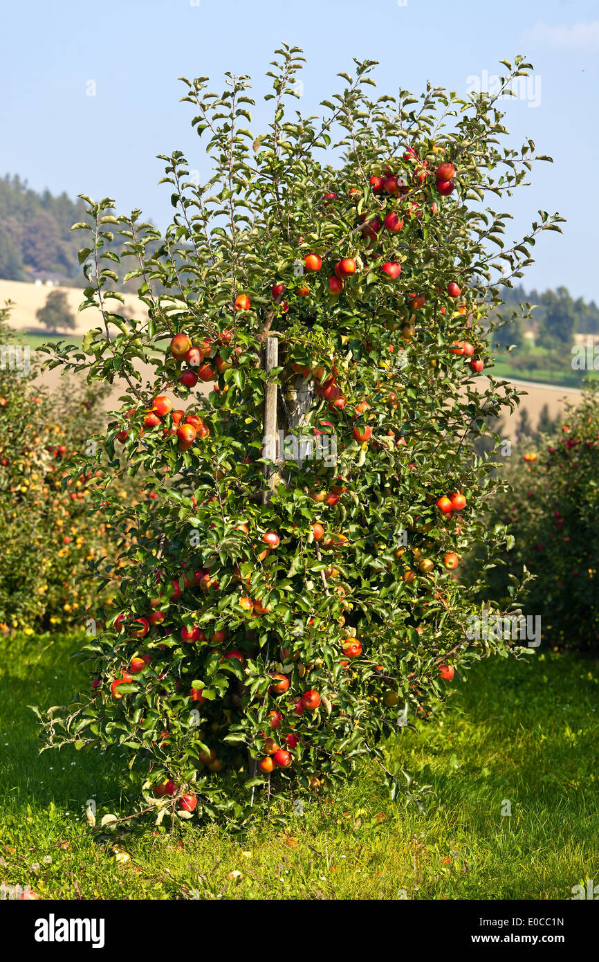 Un árbol de manzanas en una plantación de frutales en otoño, Ein APfelbaum en einer Obst Plantage im Herbst Foto de stock