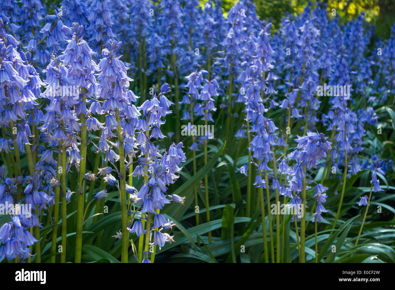Las campánulas azules Español Blue Bells jacintos Hyacinthoides hispanica en maderas de bosque. Ahora se considera una especie invasora en el Reino Unido. Foto de stock