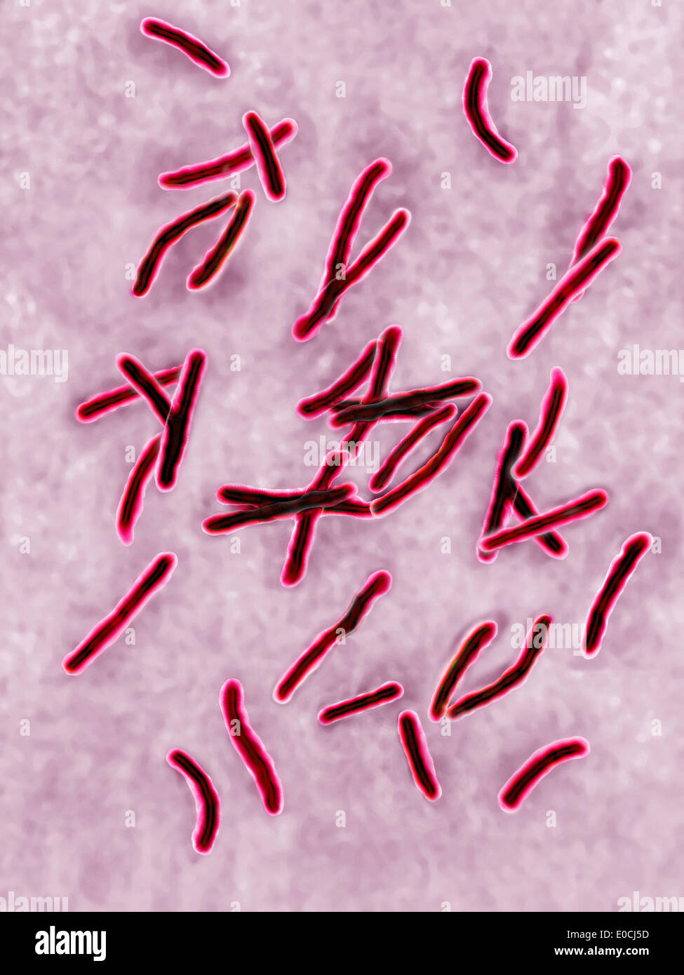 Mycobacterium tuberculosis Foto de stock
