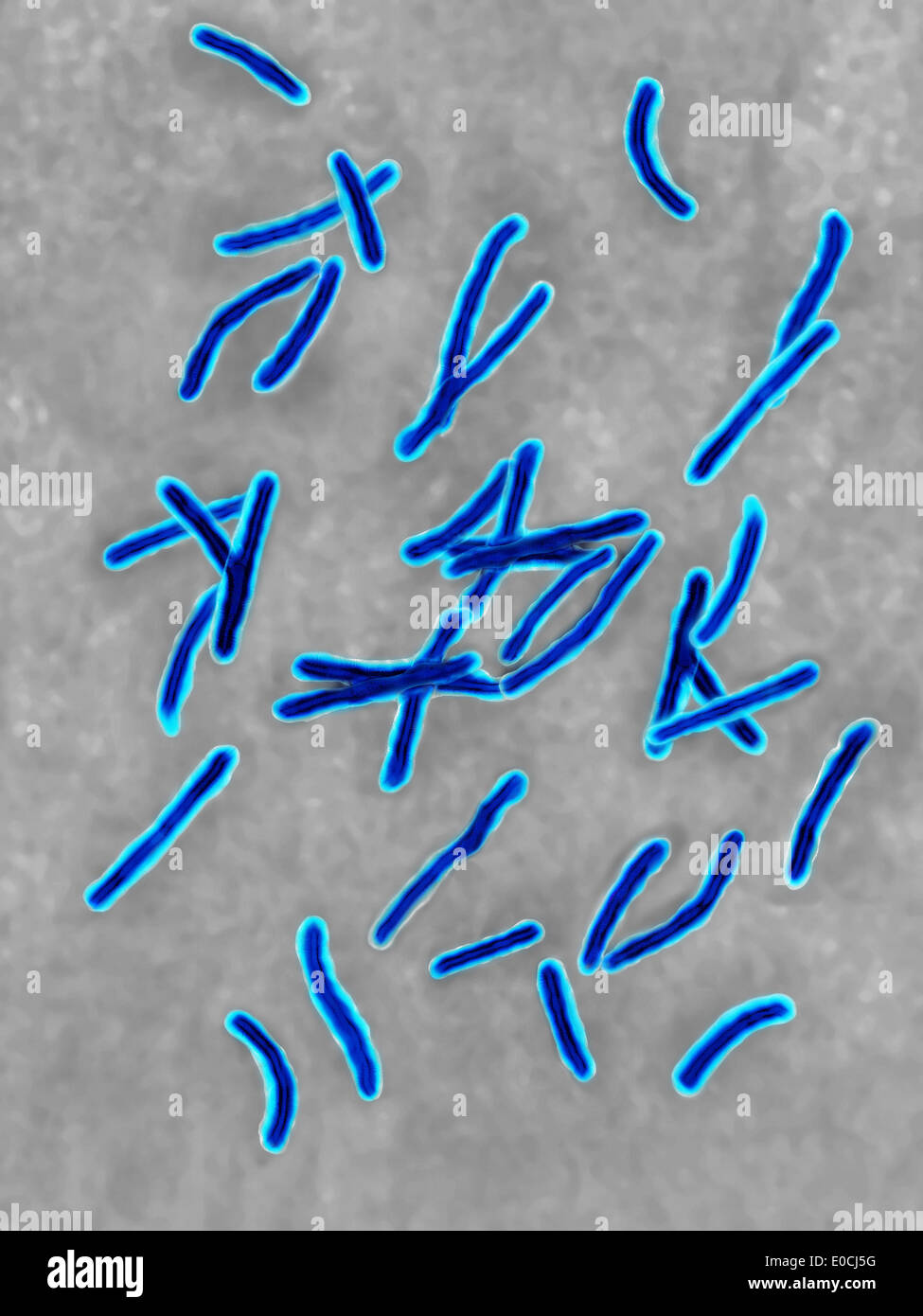 Mycobacterium tuberculosis Foto de stock