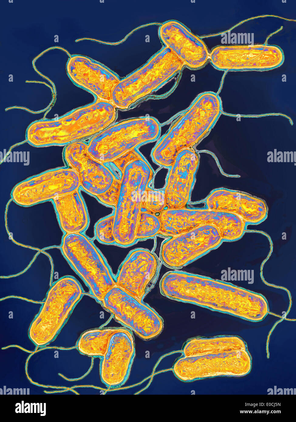 Legionella pneumophila Foto de stock
