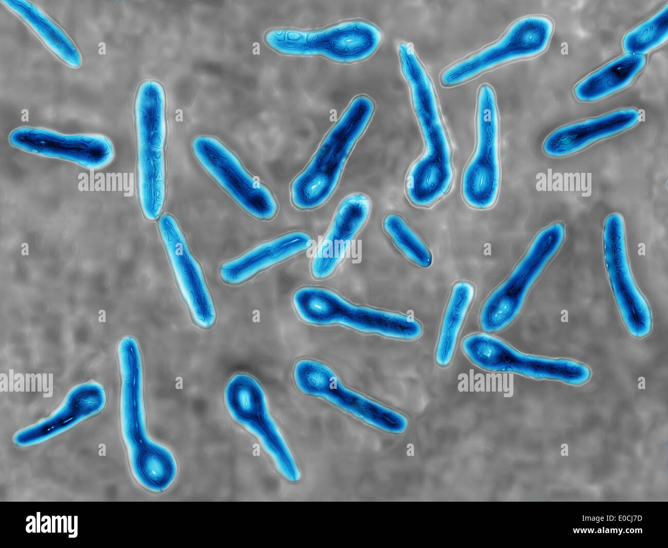 Clostridium tetani Foto de stock
