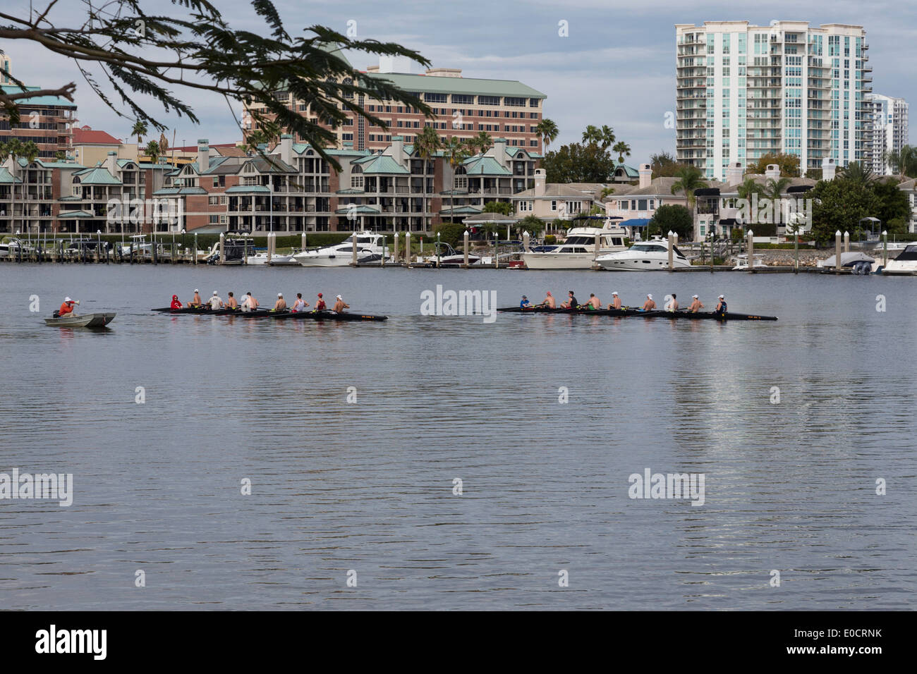 Equipos de tripulación practicando, Harbour Island desde Davis islas en el canal de Seddon, Tampa, Florida, EE.UU. Foto de stock