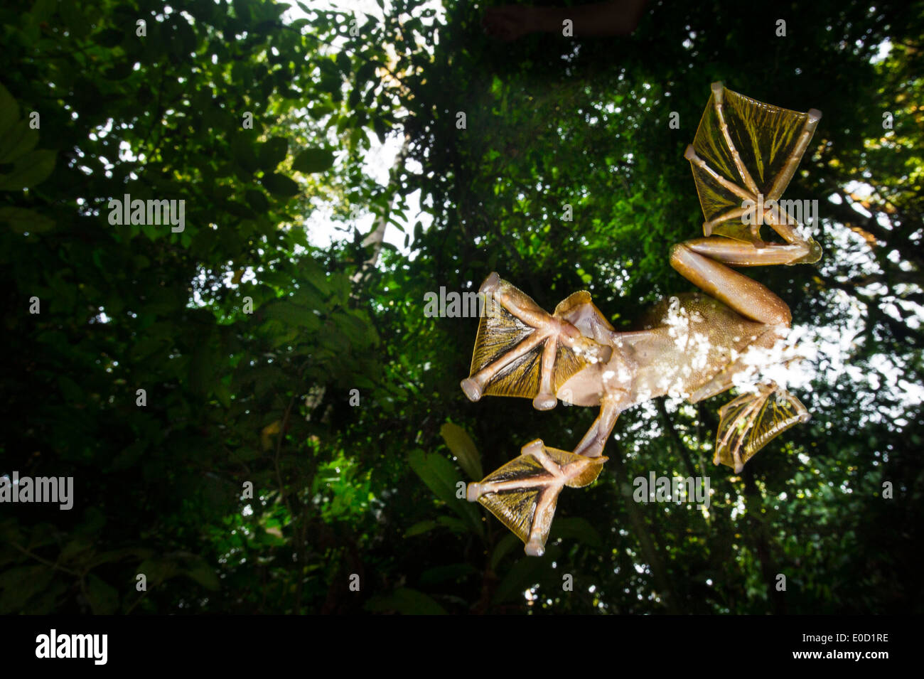 Macho Wallace's Flying Frog volando/deslizándose hacia abajo para agrupaciones temporales en el suelo del bosque, Sabah, Borneo (Rhacophorus nigropalmatus) Foto de stock