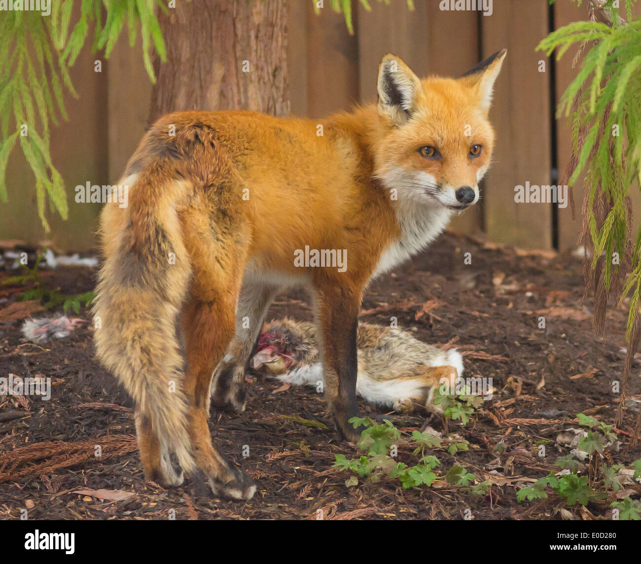 ARLINGTON, VIRGINIA, EE.UU. - El Zorro, Vulpes vulpes, en residencial jardín con despojos de conejo. Foto de stock