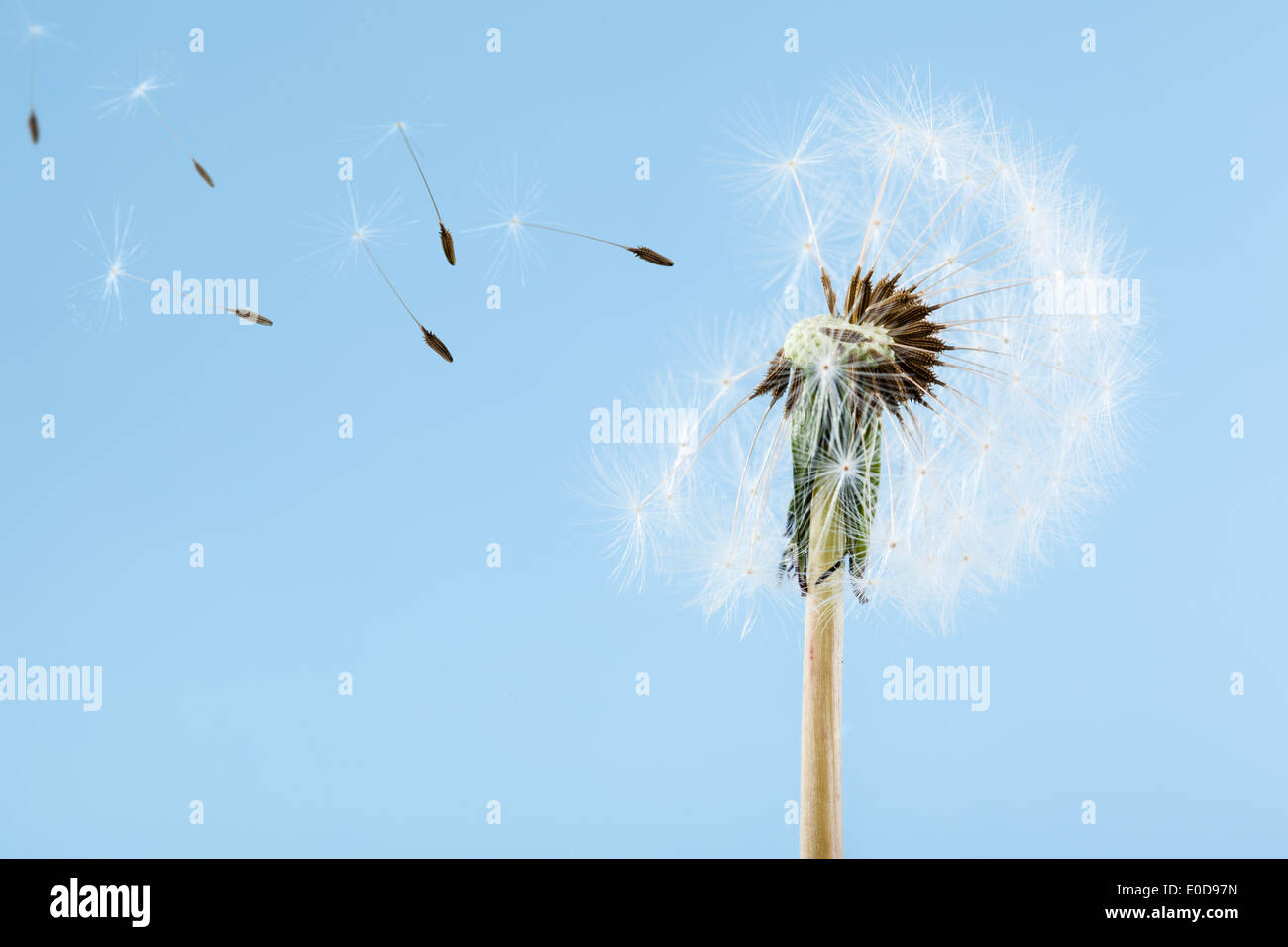 Foto de un diente de león sobre un fondo azul con viento que sopla las semillas lejos Foto de stock