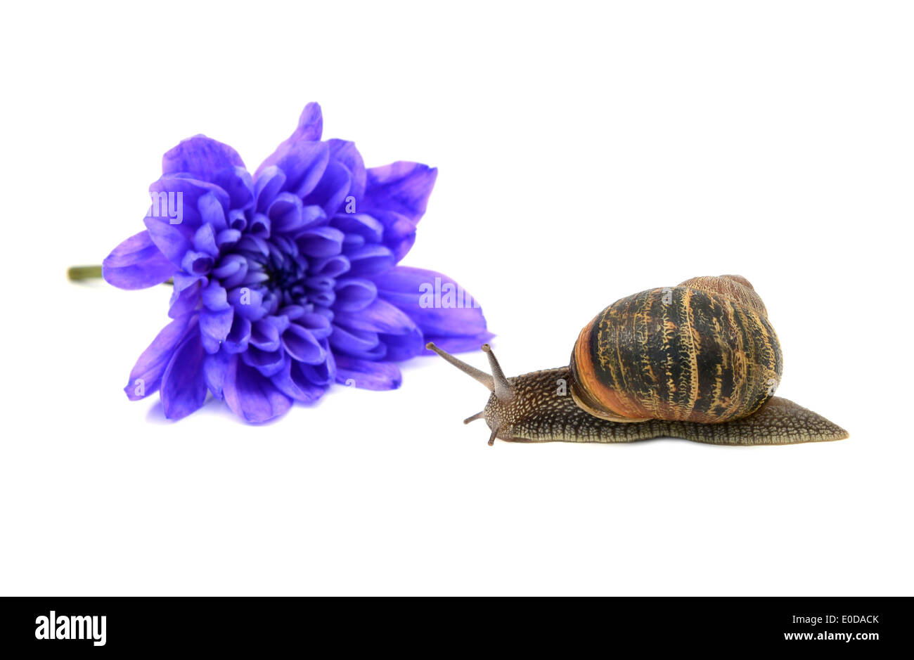 Primer plano de un caracol con rayas creemos shell en frente de una flor de crisantemo azul, aislado en un fondo blanco. Foto de stock