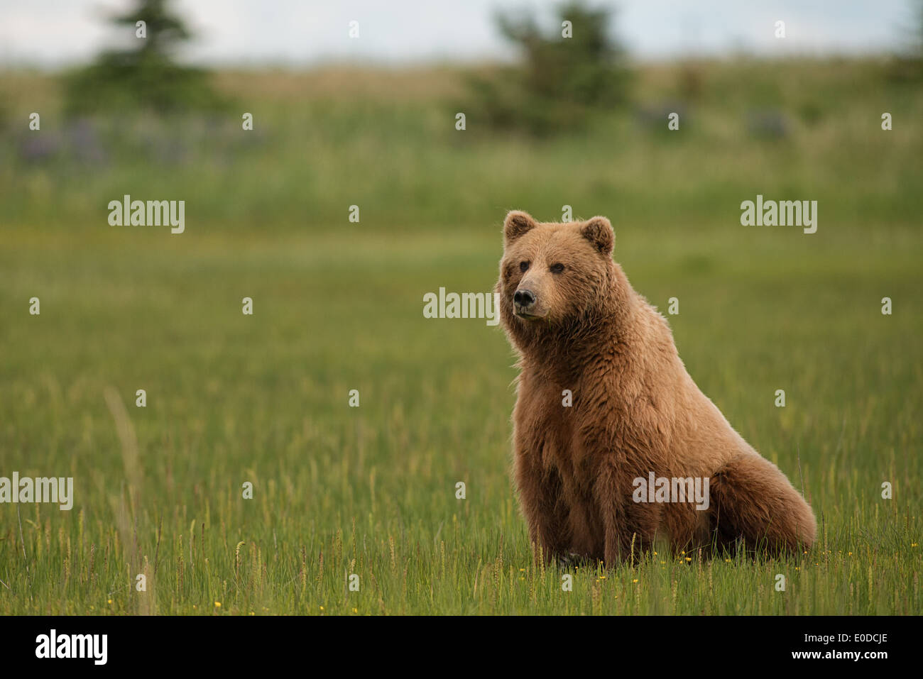 Un Alaska Brown Bear sow juncia sentada en un campo de hierba. El Parque Nacional Lake Clark Foto de stock