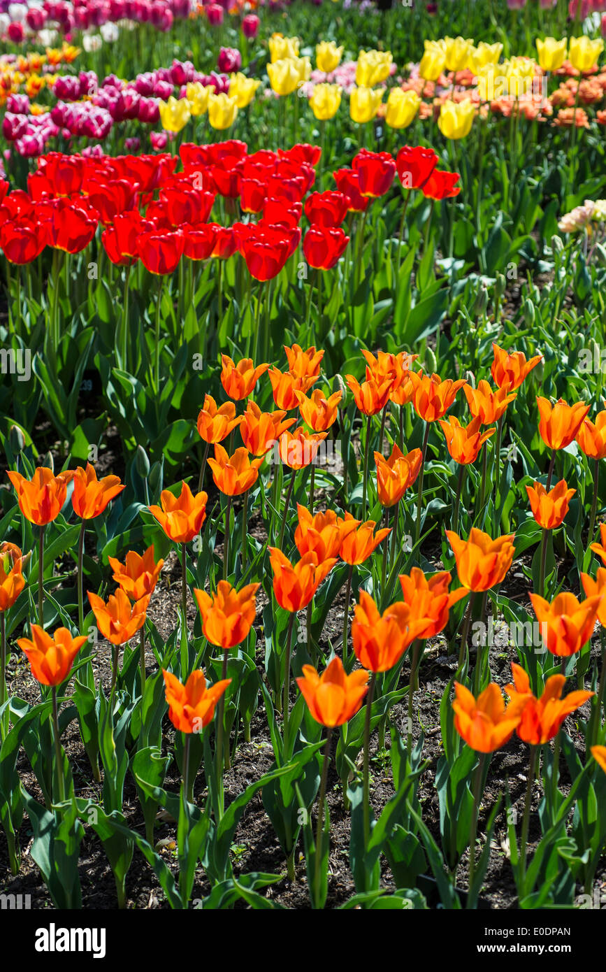 Diferentes tipos de tulipanes fotografías e imágenes de alta resolución -  Alamy