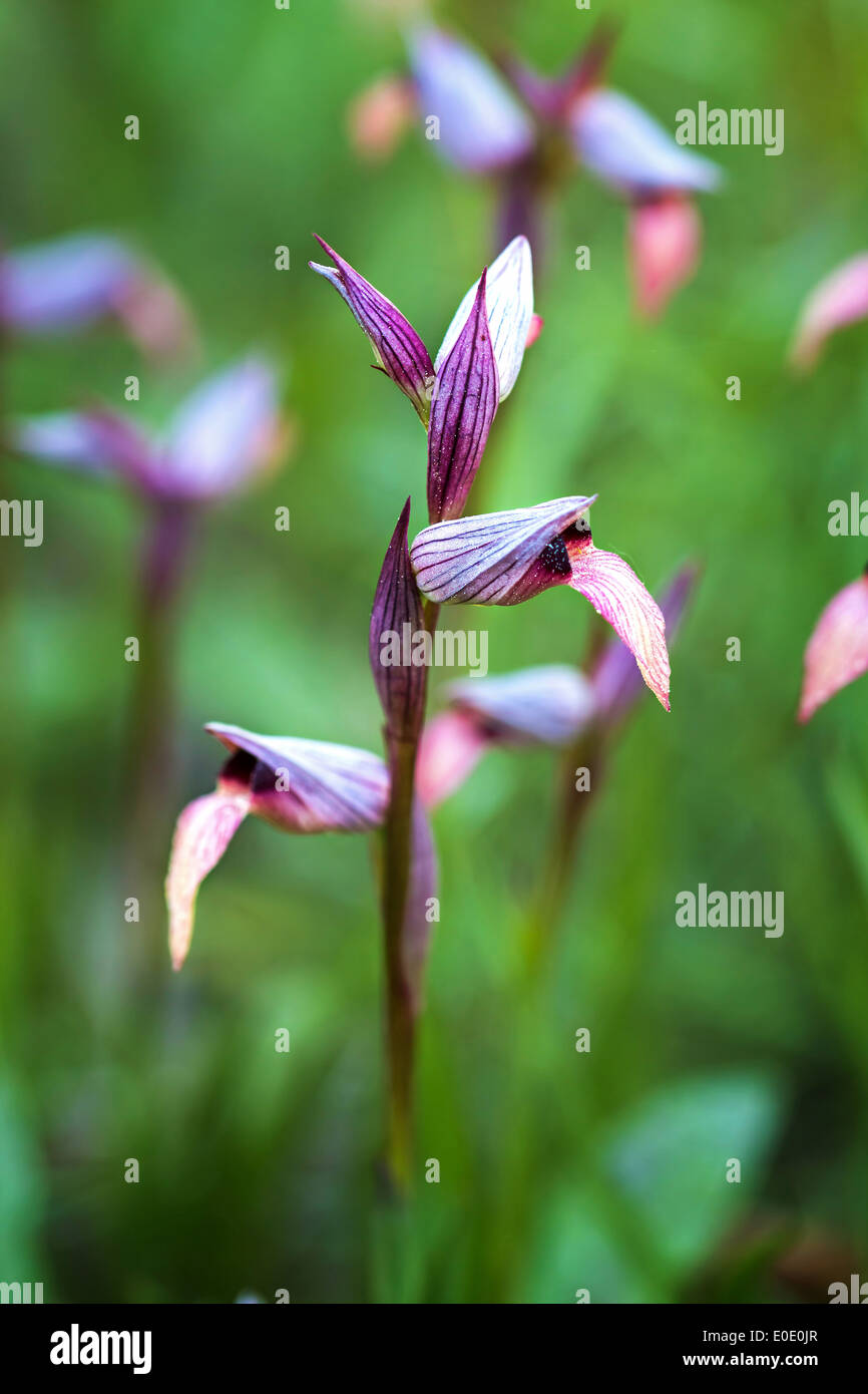 Hermosas flores de orquídeas silvestres (Serapias lingua Fotografía de  stock - Alamy