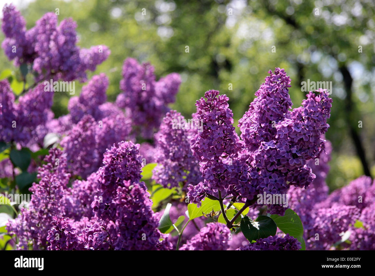 Flores lilas moradas fotografías e imágenes de alta resolución - Alamy