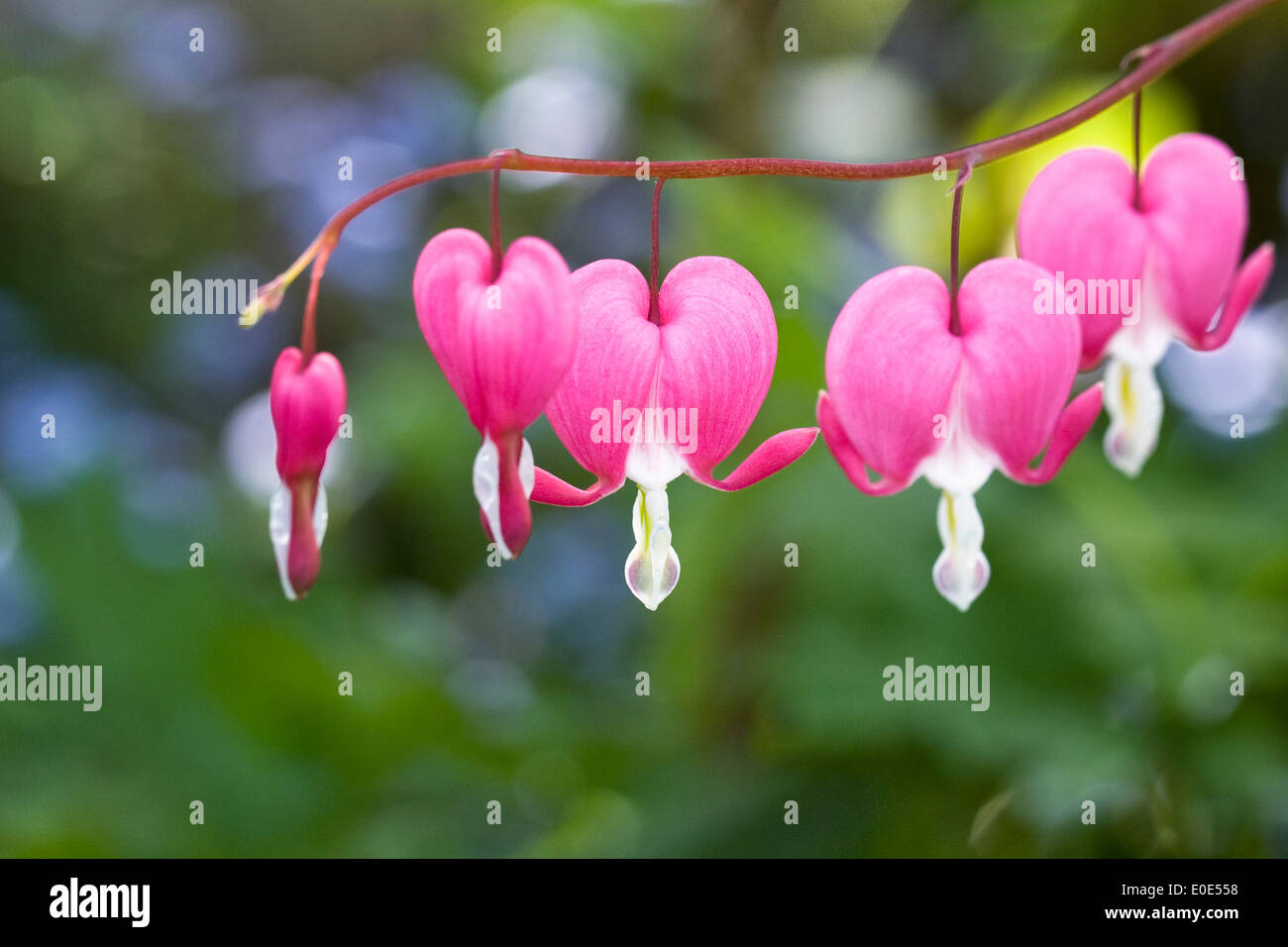 Lamprocapnos spectabilis. Corazón sangrando flores en un jardín inglés. Foto de stock