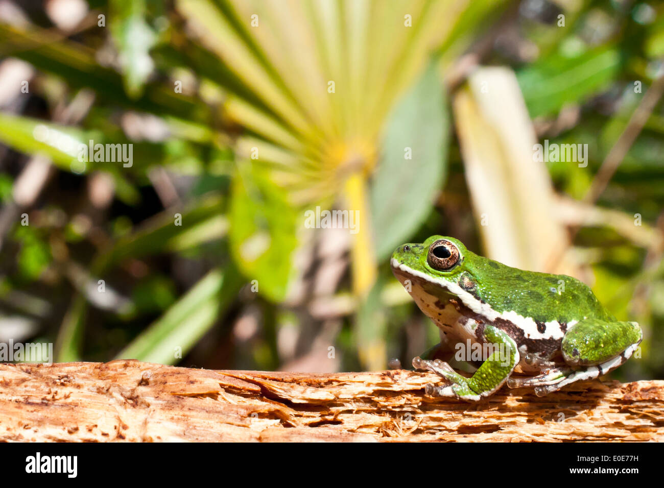 Ladrido Treefrog Foto de stock