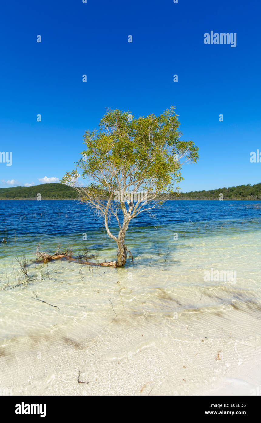 El lago Birrabeen, Gris manglares, Isla Fraser, Queensland, Queensland, Australia Foto de stock