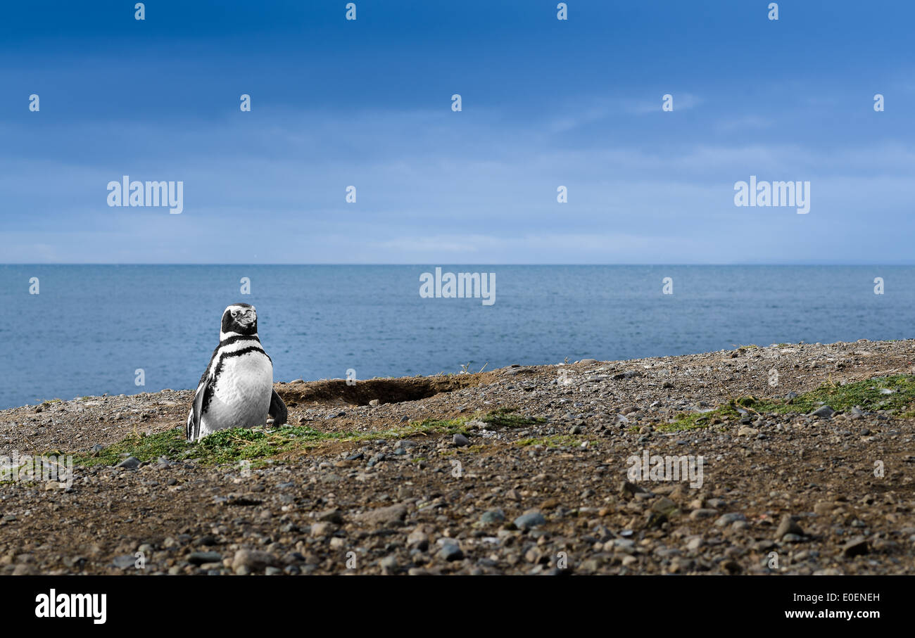 Pingüino en la Patagonia. Impresionantes imágenes de viajes. Imagen de alta definición. Foto de stock