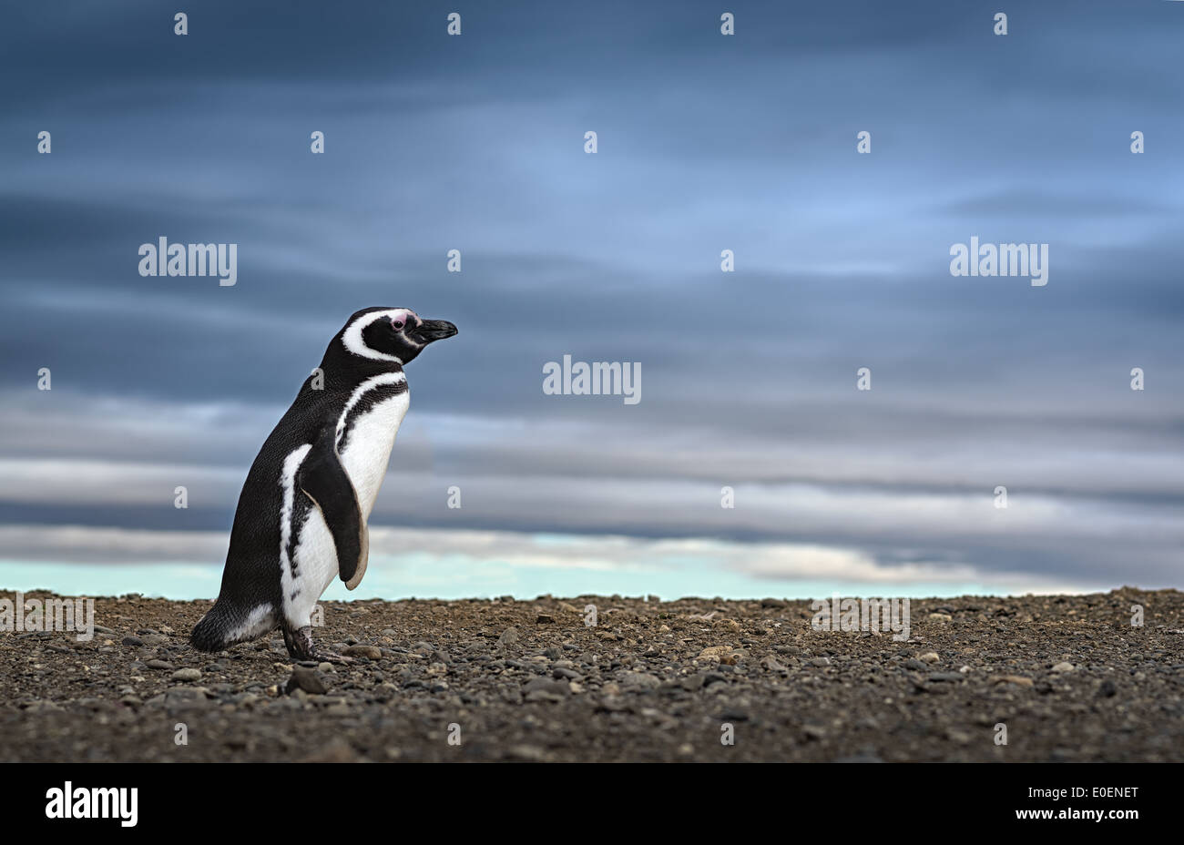 Adorable pingüino en la Patagonia. Imagen Viajes inspiradora. Imagen de alta definición. Foto de stock