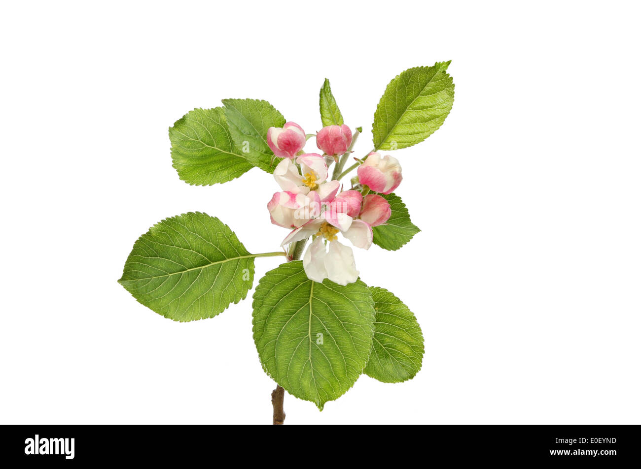 Apple Blossom y hojas verdes aislados contra un blanco Foto de stock