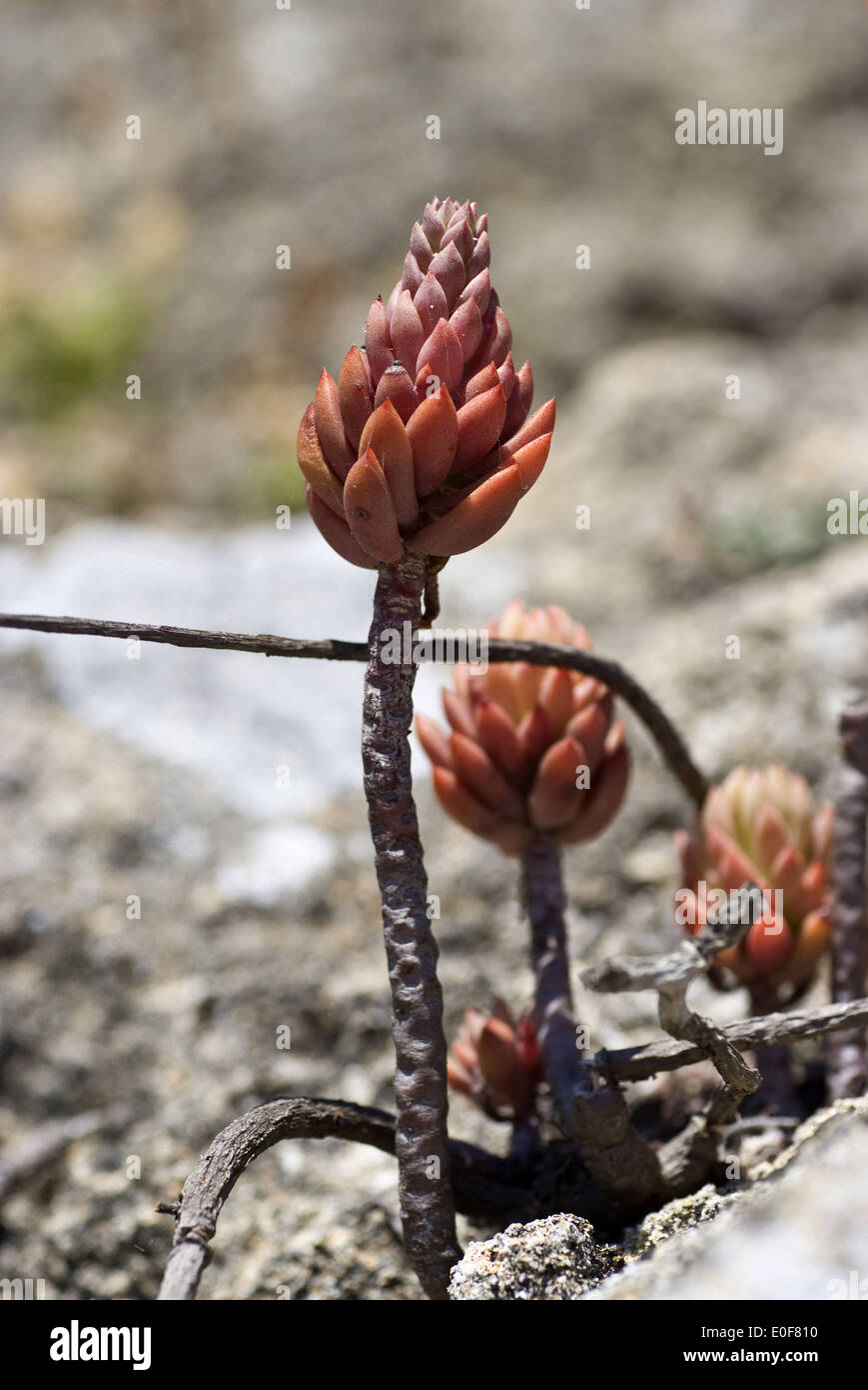 Sedum sediforme stonecrop pálido, Foto de stock