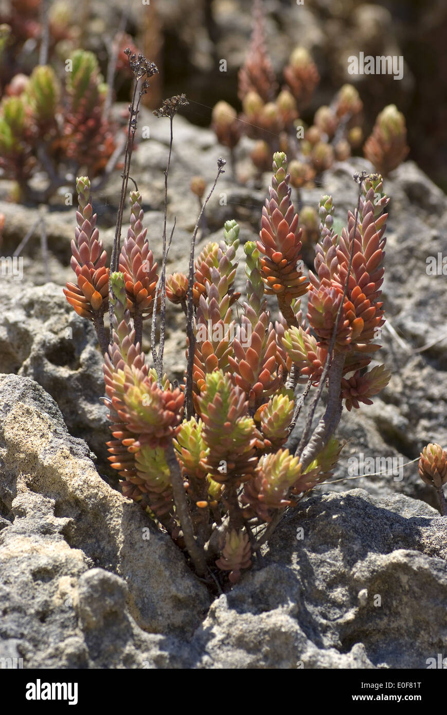 Sedum sediforme stonecrop pálido, Foto de stock