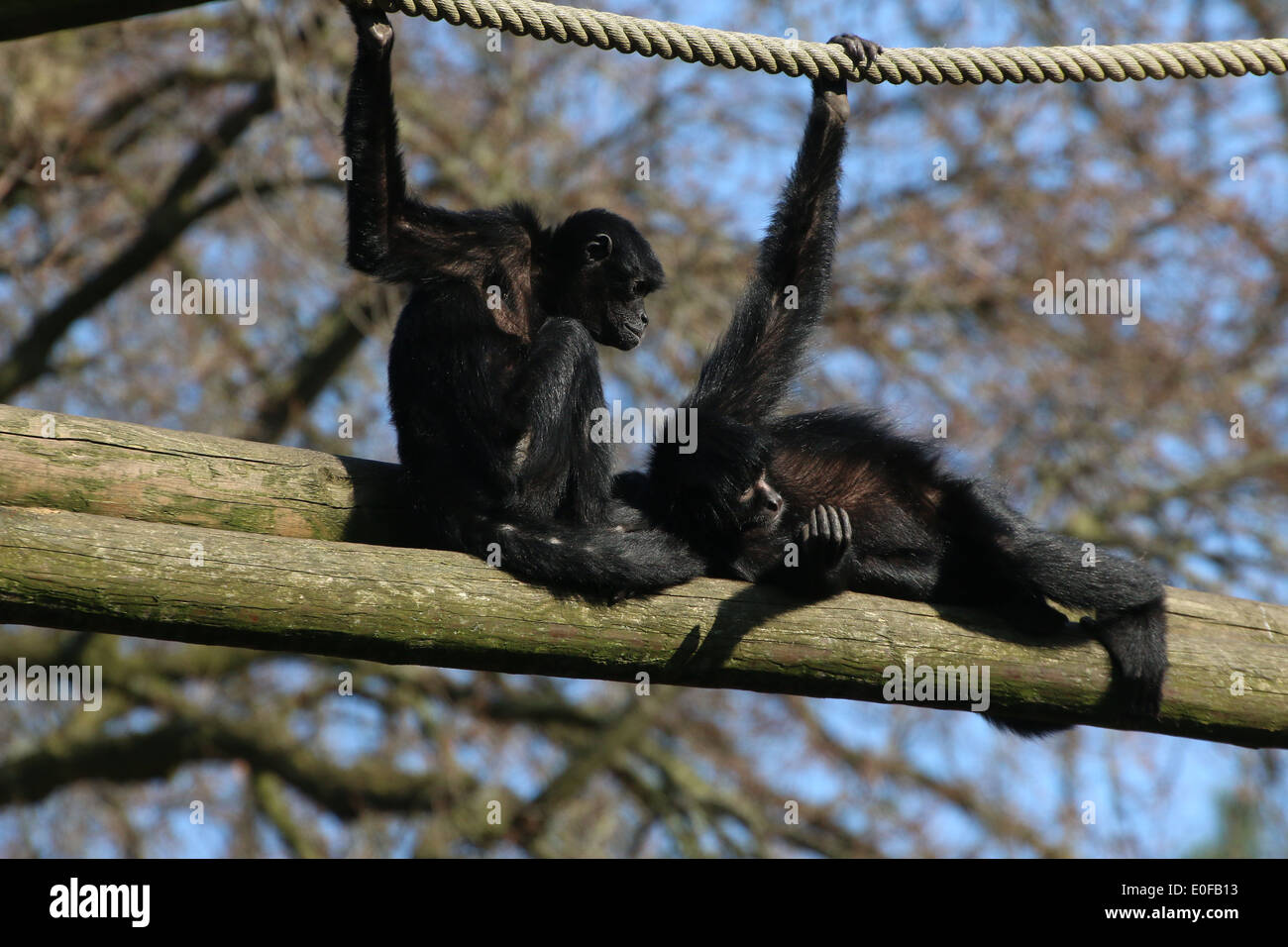 Dos puntas negra colombiana monos araña (Ateles fusciceps robustus) en el zoo de Emmen, Países Bajos Foto de stock