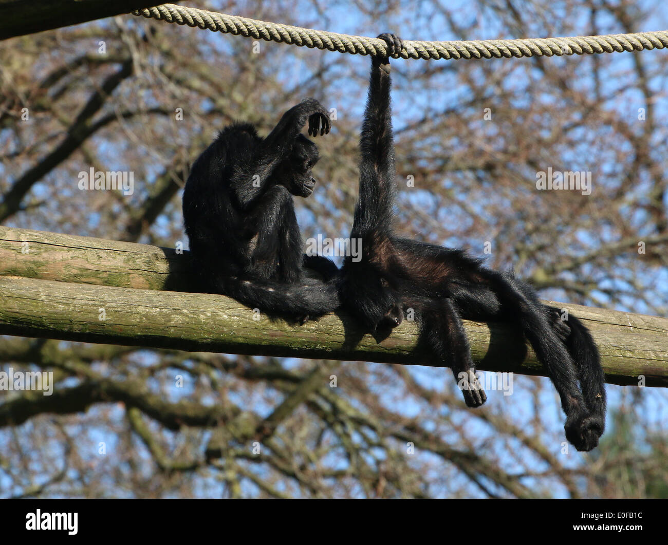 Dos puntas negra colombiana monos araña (Ateles fusciceps robustus) en el zoo de Emmen, Países Bajos Foto de stock