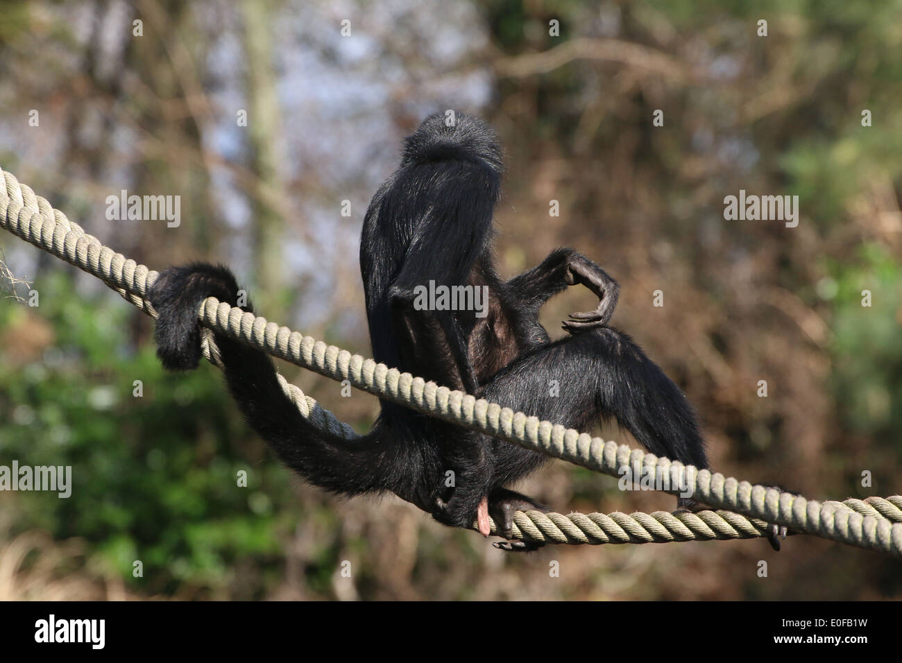 Cabeza negra colombiana mono araña (Ateles fusciceps robustus) colgando asegurado por su cola prensil en un Zoo holandés Foto de stock