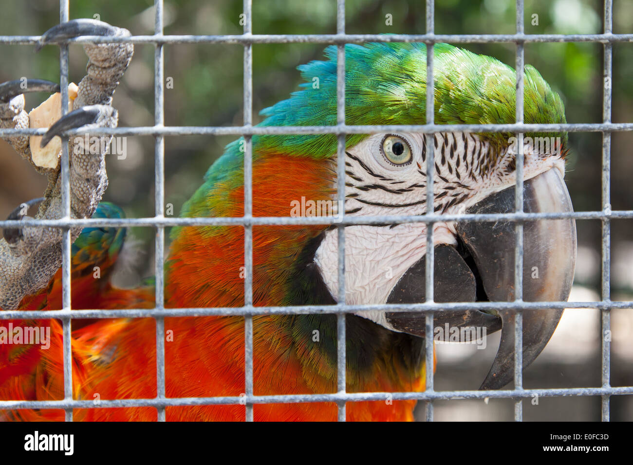Colorido loro en cautiverio, zoológico en el Caribe Foto de stock