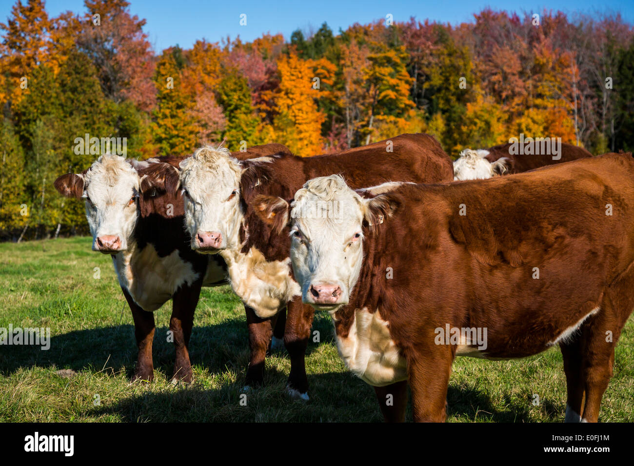 Un rebaño de ganado Holstein en la Eastern Townships, Quebec, Canadá. Foto de stock