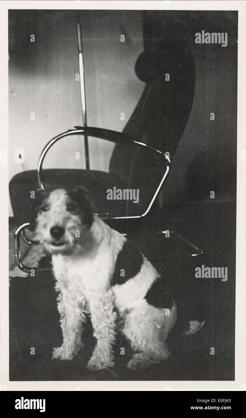 Perro tobias fotografías e imágenes de alta resolución - Alamy