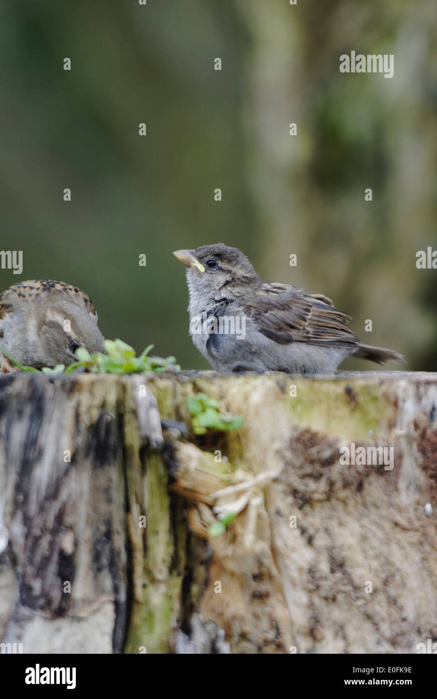 Jardín aves en Gales: sparrow alimenta a su joven y exigente incipiente en el alimento en el tocón de un árbol Foto de stock