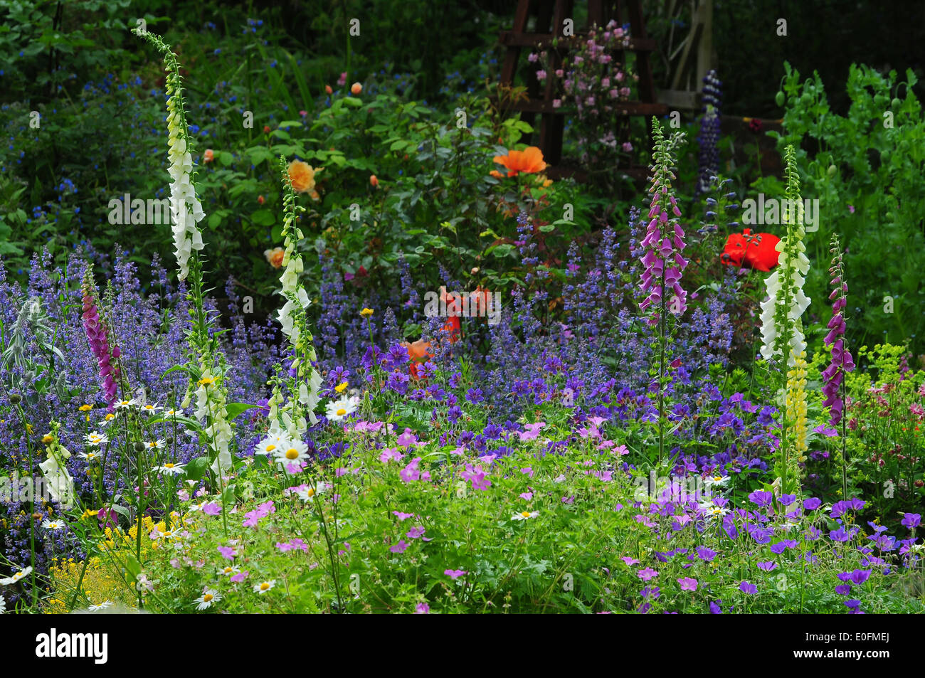 Jardín de flores herbáceas verano Foto de stock
