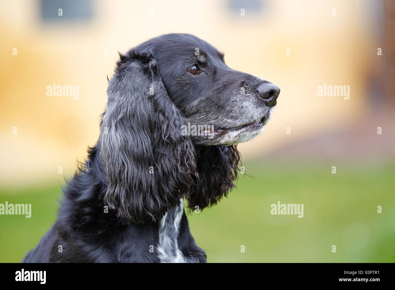tipo Molestar Suburbio Close-up de pura raza de perro Cocker Spaniel americano Fotografía de stock  - Alamy