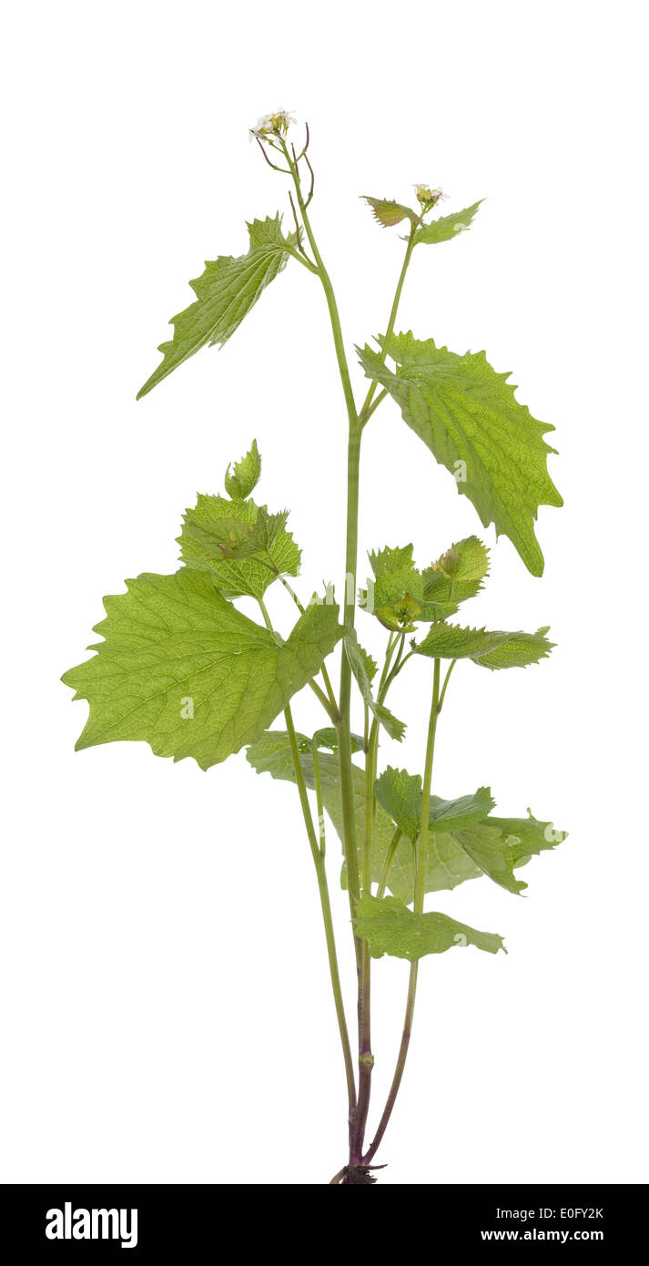 Flor Única (Alliaria petiolata) sobre fondo blanco. Foto de stock