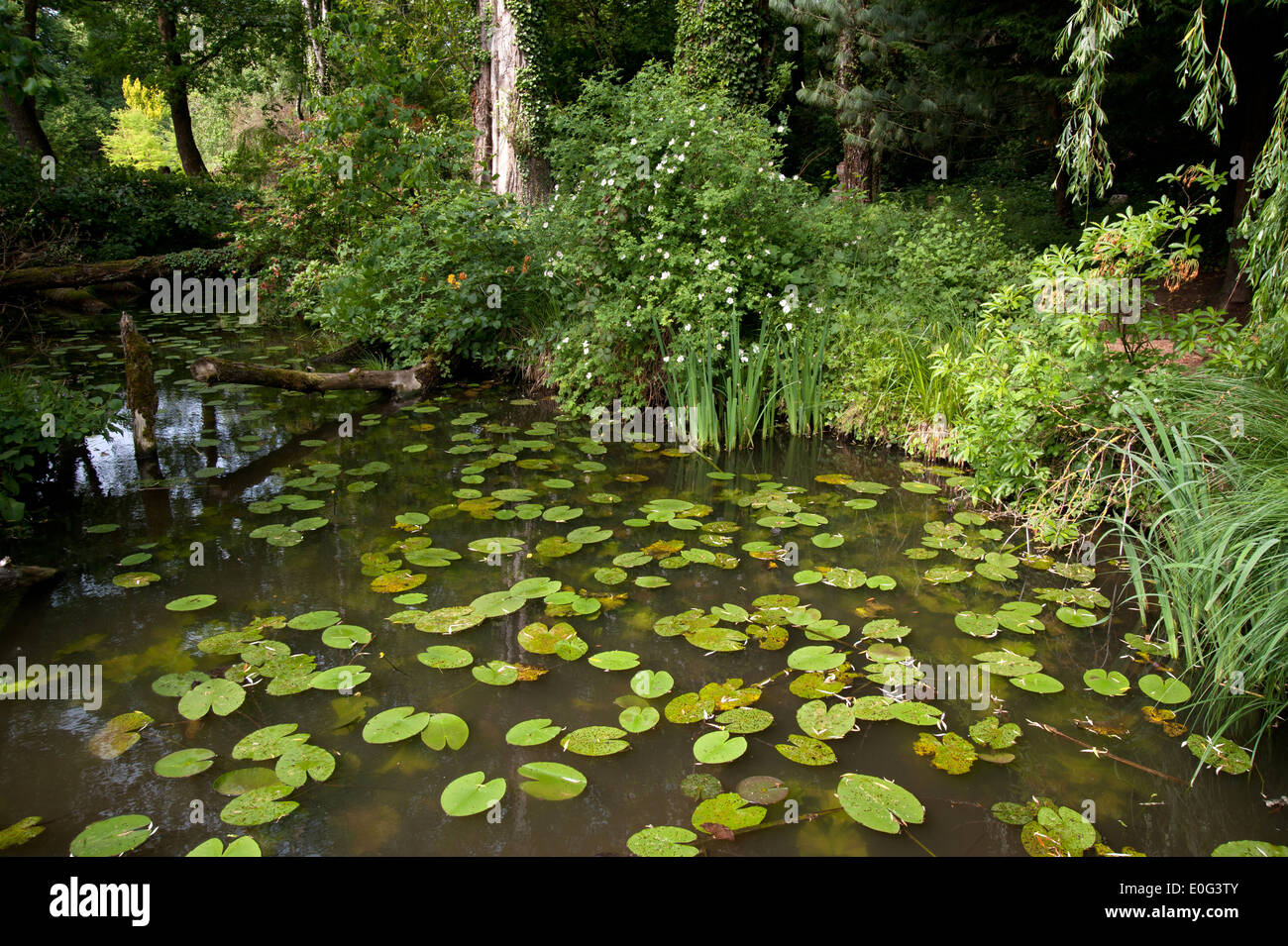 Schlosspark Dennenlohe • Landkreis Ansbach, Bayern, Deutschland, Alemania Foto de stock
