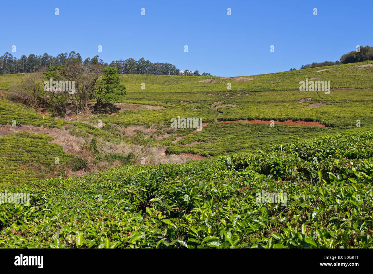 Plantación de té cerca de Tzaneen, en la provincia de Limpopo, Sudáfrica Foto de stock